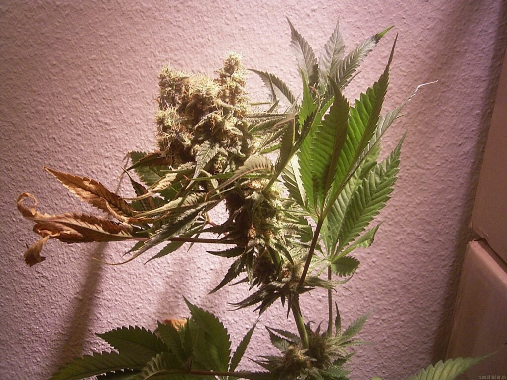 7 Medical Benefits of Marijuana