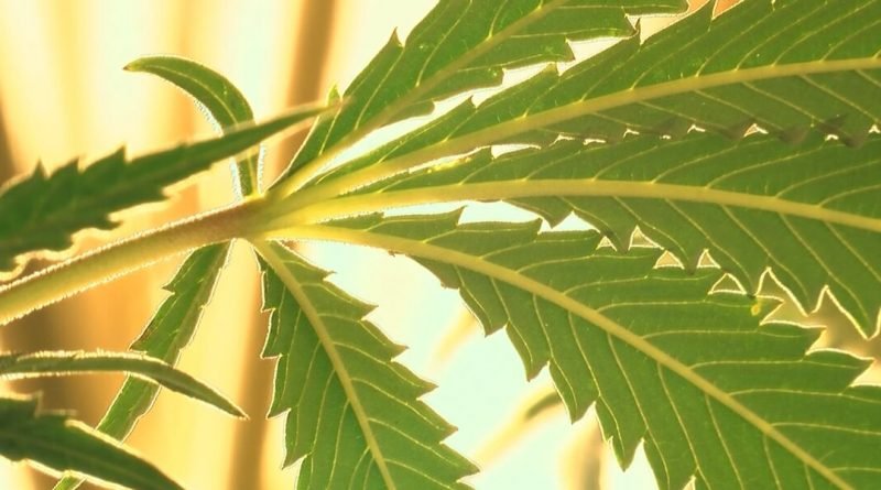 The Weed Delivery Vancouver Area is Now Receiving Orders from Rising Company, WeedDelivery