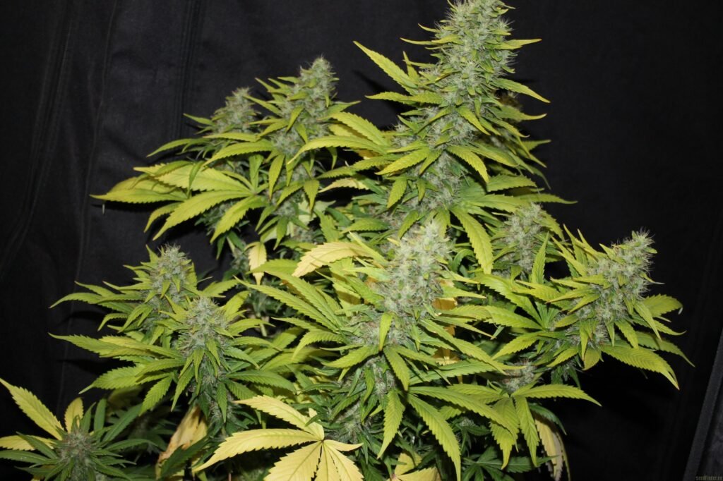 Why Callie’s Is the ‘Dispensary Near Me Open Now’ You’ve Been Searching For