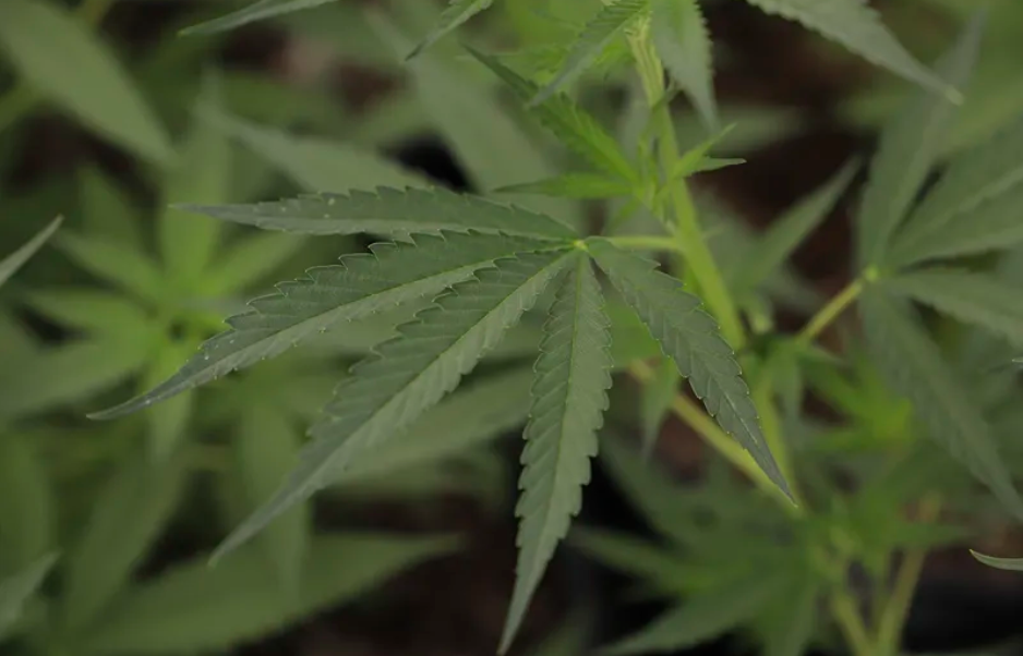 How To Dramatically Boost Yields With Cannabis Lollipopping