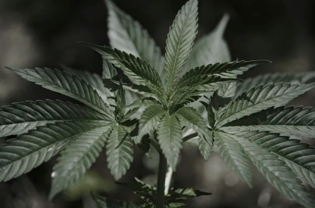 Cheapest Marijuana Card Ohio: What Patients Should Know Before Applying