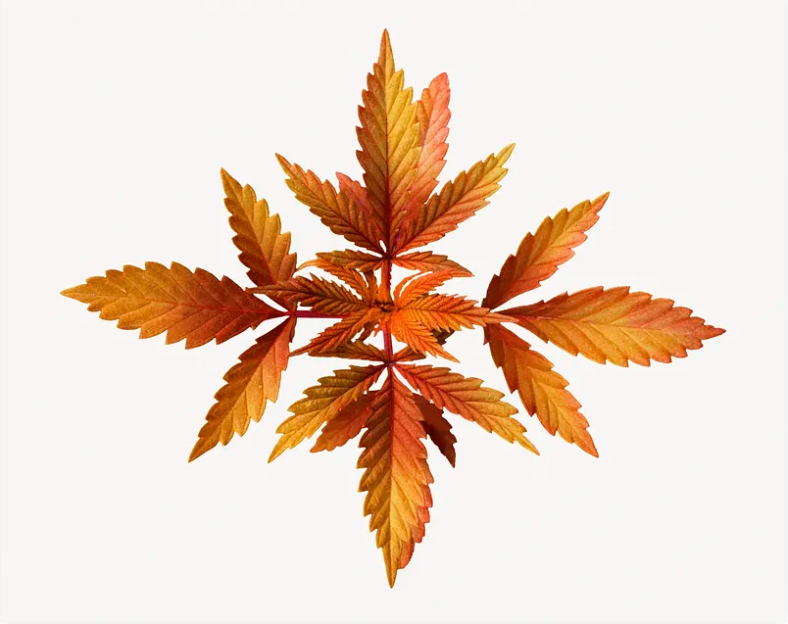 What does it feel like to vape marijuana?