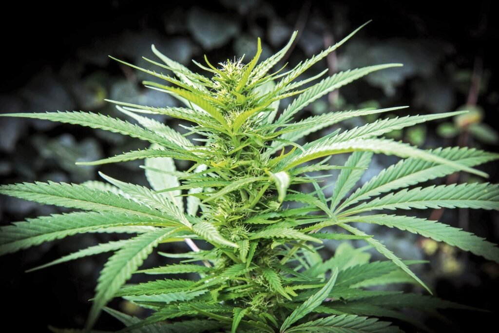 Experience the Best at Callie’s Denver Dispensary: Your Premium Cannabis Destination